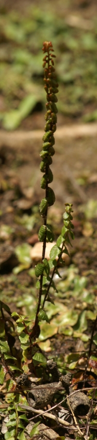 Lindsaea linearis